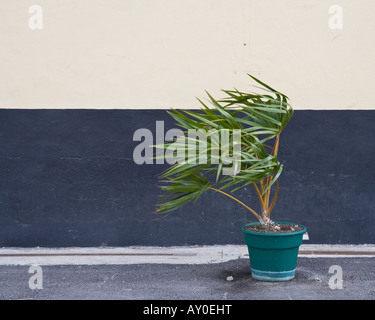 Fern vom Wind ausgeblasen Stockfoto