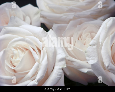 Blumenstrauß weißer Rosen schöne Blumen auf schwarzem Hintergrund Nahaufnahme oben von oben horizontal in den USA horizontal Hi-res Stockfoto