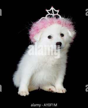 American Eskimo Hund Stockfoto