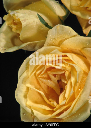 Blumenstrauß aus gelben Rosen schöne Blumen auf schwarzem Hintergrund über dem Kopf von oben sehr hochauflösende Bilder vertikales Format in USA Hi-res Stockfoto