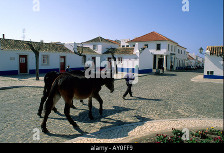 Native Wandern mit Eseln in Porto Covo, natürlichen Park Costa Vicentina e Sudoeste Alentejano Alentejo Portugal Stockfoto