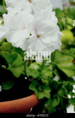 Weiße Blume des Efeus Endivie Pelargonien-Soft-Fokus Stockfoto