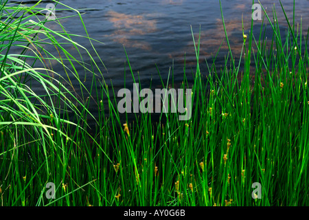 Grass und Segge wächst am Rand der Stream im südlichen Hochland Schottland mit dunklen torfigen Wasser im Hintergrund Stockfoto