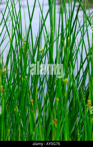 Seggen-Gräser wachsen am Ufer des Flusses mit blauem Wasser im Hintergrund weichzeichnen Stockfoto