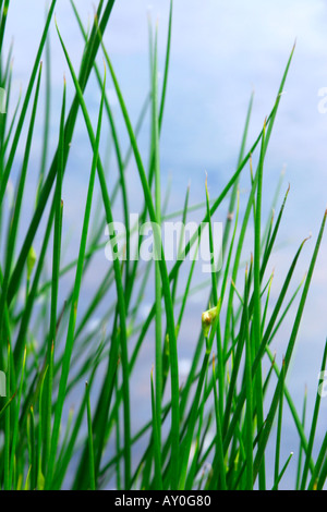 Segge Rasen wachsen neben Fluss mit blauem Wasser im Hintergrund weichzeichnen Stockfoto