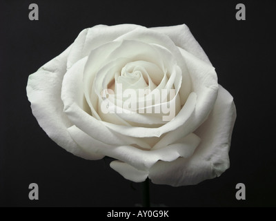 Einzelne weiße Rose schöne Blume auf schwarzem Hintergrund Nahaufnahme oben oben Ausschnitt aus isolierter horizontaler horizontaler in USA horizontale Hi-res Stockfoto