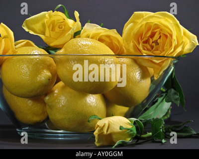 Früchte und Blumen gelbe Zitronen mit gelben Rosen in einer Glasschale schwarzer Hintergrund Nahaufnahme Vorderansicht Bilder niemand horizontal in den USA USA Hi-res Stockfoto