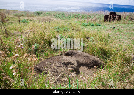 Leiter der Moai auf der Osterinsel begraben Stockfoto