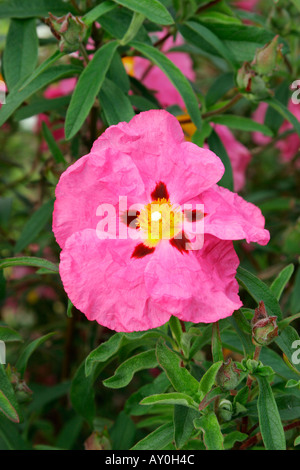 Tief rosa Blume Orchidee Zistrosen botanischen Namen Cistus x purpureus Stockfoto