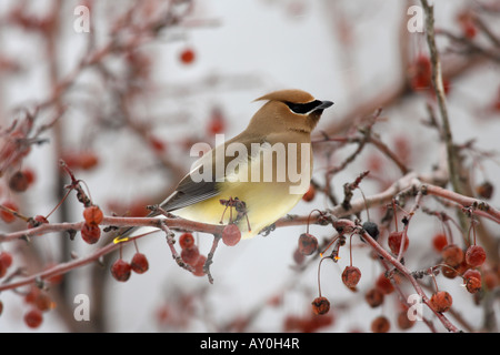 Zeder Seidenschwanz thront in Crabapple Beeren Stockfoto