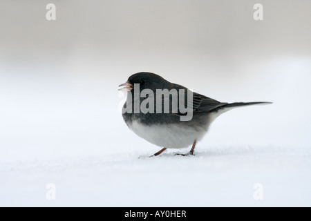 Dunkel-gemustertes Junco im Schnee Stockfoto