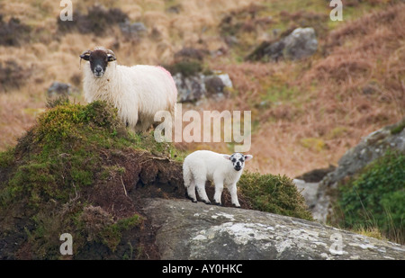 Irland County Kerry Killarney Nationalpark Schafe Schaf und Lamm Stockfoto