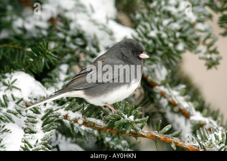 Dunkle Augen Junco thront im Winter Stockfoto