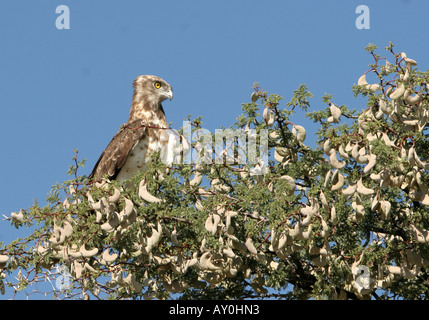 Juvenile Black Chested Schlange Adler thront auf einem Camelthorn Baum Stockfoto