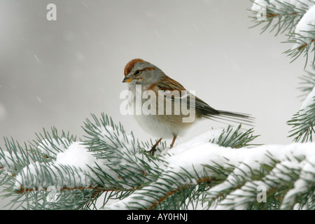 Amerikanische Tree Sparrow thront im Schnee bedeckt Fichte Stockfoto