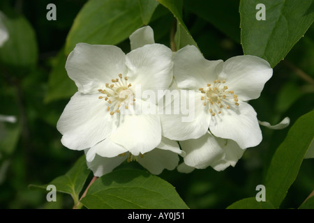 Weiße Blumen Garten Strauch Philadelphus coronarius Stockfoto