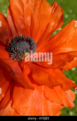 Rot orange Blume der orientalische Mohn botanischen Namen Papaver orientale Stockfoto