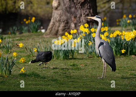 Graureiher Ardea Cinerea Regents Park London Frühling Stockfoto