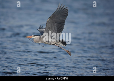 Graureiher Ardea Cinerea London Frühling mit Nistmaterial Stockfoto