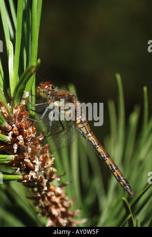 Gemeinsamen Darter (Sympetrum Striolatum). Stockfoto
