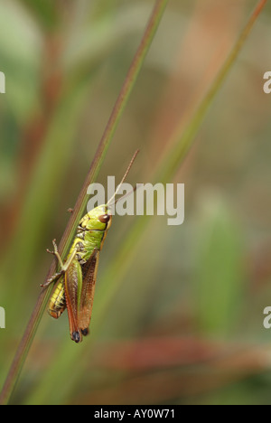 Wiese-Grashüpfer (Chorthippus Parallelus). Stockfoto