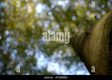 Buche (Fagus Sylvatica). Stockfoto