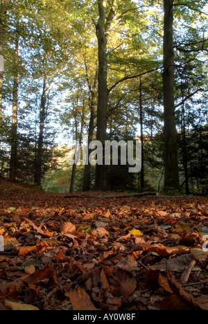 Waldboden in Buchenwald (Fagus Sylvatica). Stockfoto