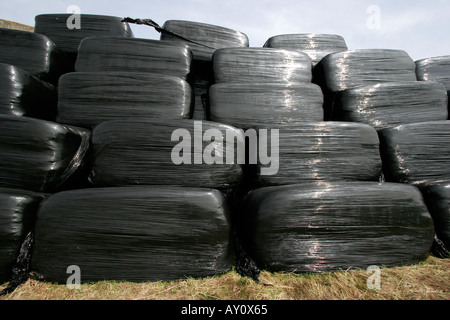 Ballen schrumpfen verpackt in schwarzem Polyethylen Stockfoto