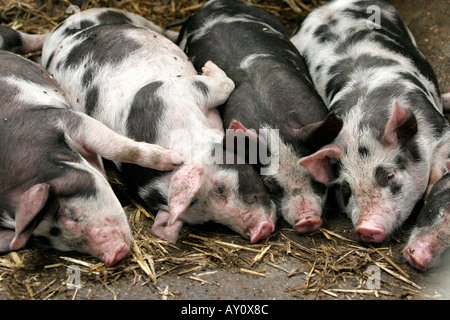 Faule Schweine schlafen Stockfoto