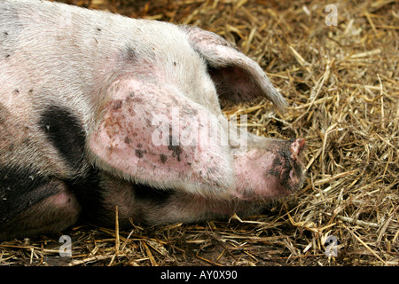 Faule Schweine schlafen Stockfoto