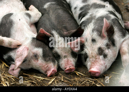 Faule Schweine schlafen Stockfoto