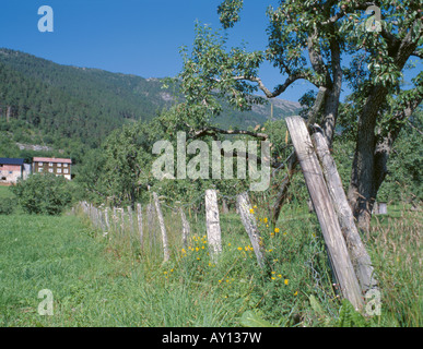 Obst; Pear Tree Obstgarten und alten hölzernen landwirtschaftlichen Gebäuden neben dem Sognefjord, Sogn og Fjordane, Norwegen. Stockfoto