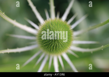 Karde Kopf "Dipsacus Fullonum" grüne stachelige Pflanze hautnah. Stockfoto