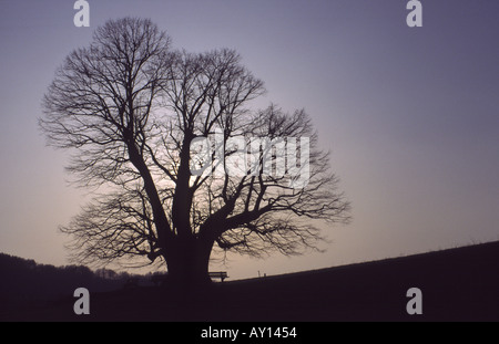 Mehrere hundert Jahre alte Lime Tree Silhouette gegen den Abendhimmel Stockfoto