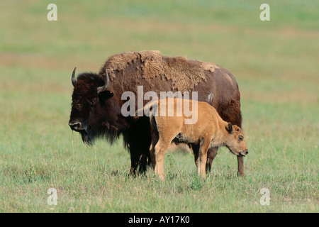 Bison Kuh und Kalb (Bison Bison), stehend, ruhen Stockfoto
