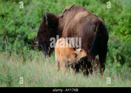 Bison Kuh und Kalb (Bison Bison), Kalb, Krankenpflege Stockfoto