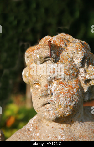 Gemeinsamen Darter Libelle thront auf der Stirn ein Stein Garten puttee Stockfoto