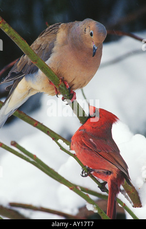Mourning Dove (Zenaida Macroura) und nördlichen Kardinal (Cardinalis Cardinalis) Stockfoto