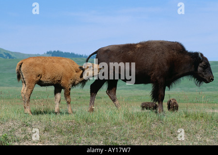 Bison Kuh und Kalb (Bison Bison) Stockfoto