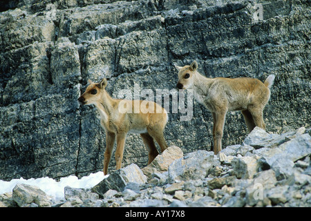 Junge Woodland Caribou Kälber (Rangifer Tarandus Caribou), stehend, Beobachtung von Felsvorsprung am Berghang Stockfoto