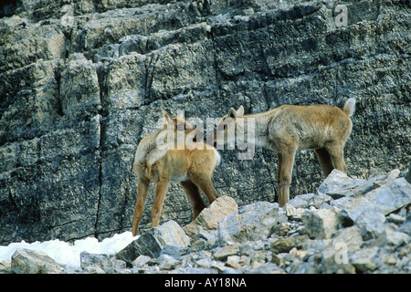 Junge Woodland Caribou Kälber (Rangifer Tarandus Caribou), Gruß einander Nase an Nase Stockfoto