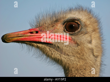 Porträt von männlichen Strauß Struthio camelus Stockfoto