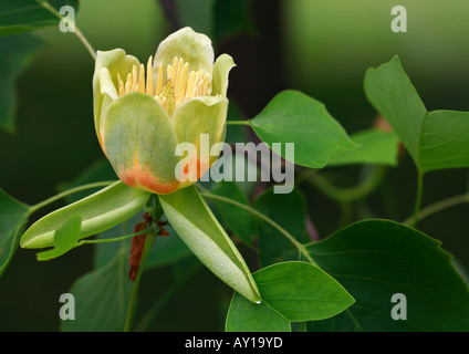 Tulpenbaum Blume Liriodendron tulipifera Stockfoto
