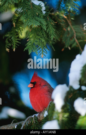 Nördlichen Kardinal männlich (Cardinalis Cardinalis) Stockfoto