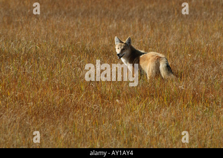 Kojote (Canis Latrans), im offenen Wiese stehen Salz marsh Stockfoto