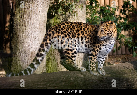 Juvenile Amur-Leopard (Panthera Pardus Orientalis) Stockfoto