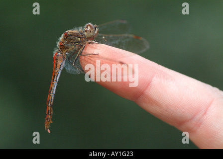 Vagrant Darter (Sympetrum Vulgatum) ruht auf Finger. Stockfoto