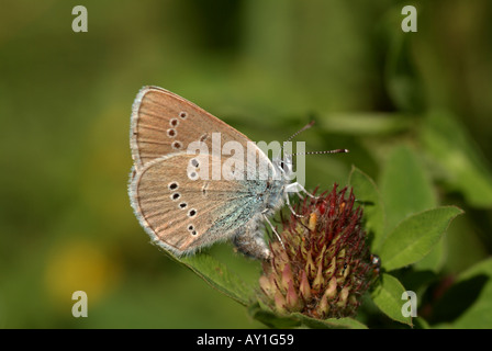 Mazarine Blue (Cyaniris Semiargus). Stockfoto