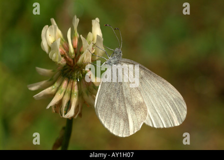 Holz weiß (Leptidea Sinapis) ruht. Stockfoto