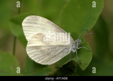 Holz weiß (Leptidea Sinapis) ruht. Stockfoto